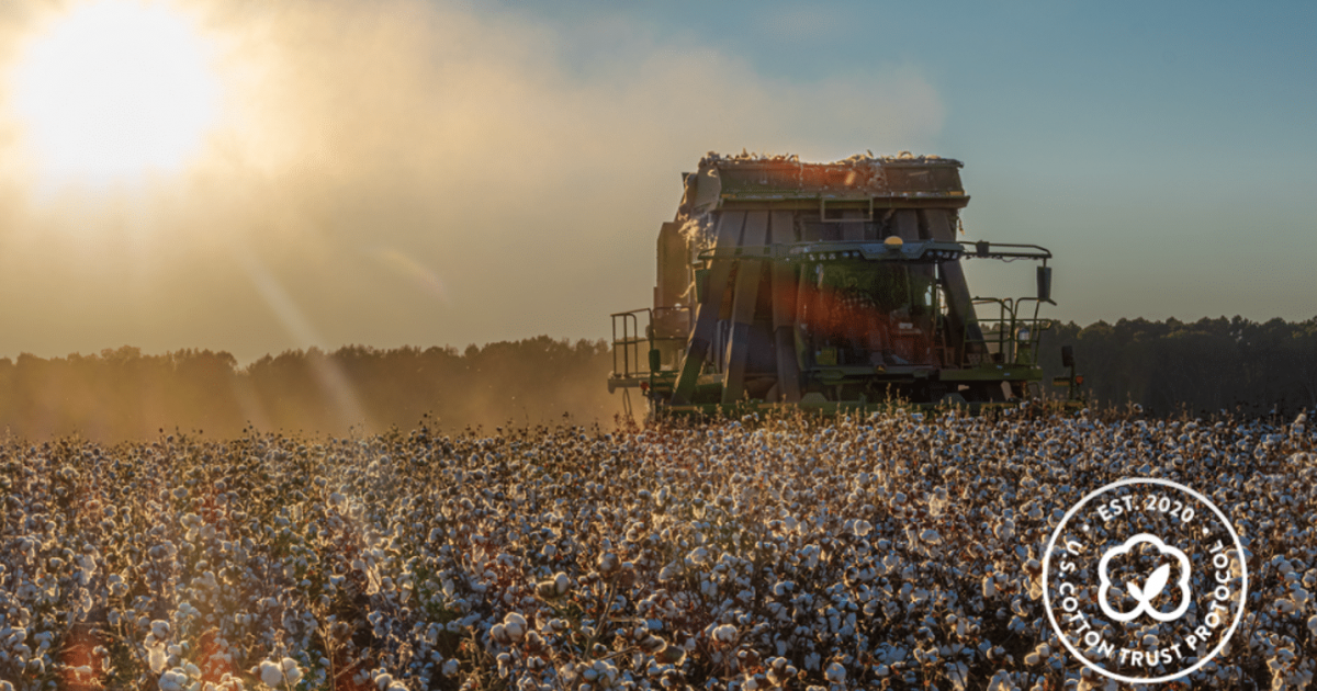 US total area of enrolled planted cotton acres grows by a further 25%
